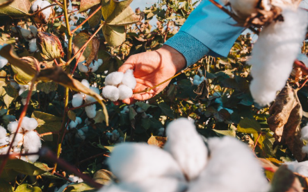 coton bio